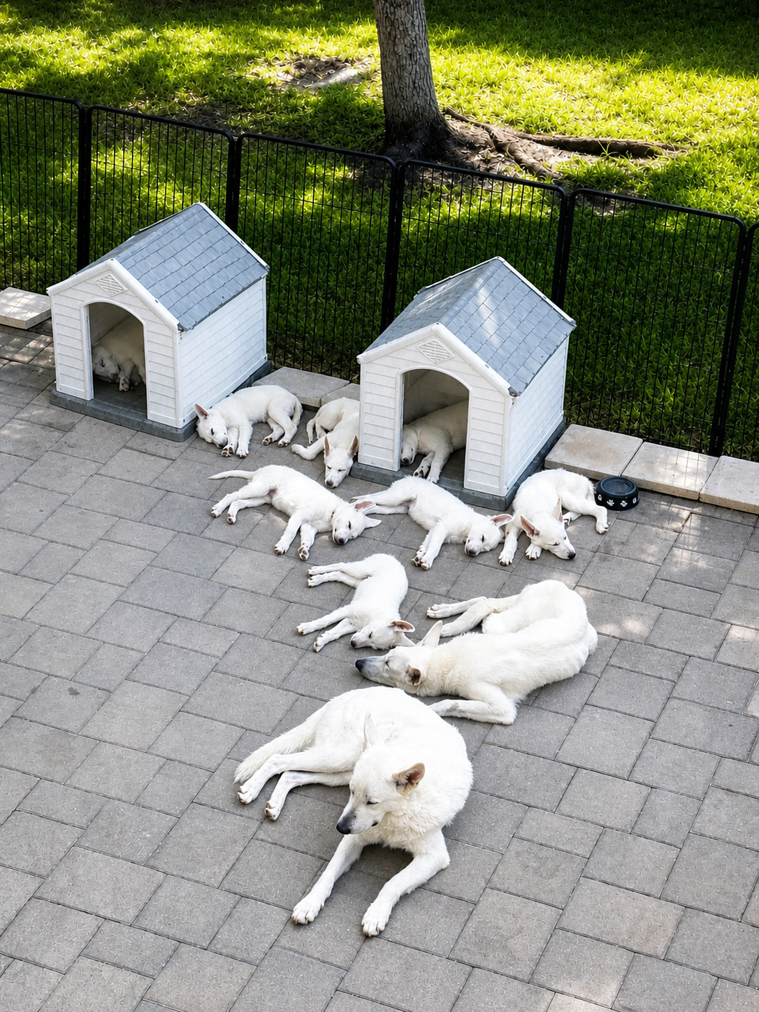 White shepherds resting by their dog houses