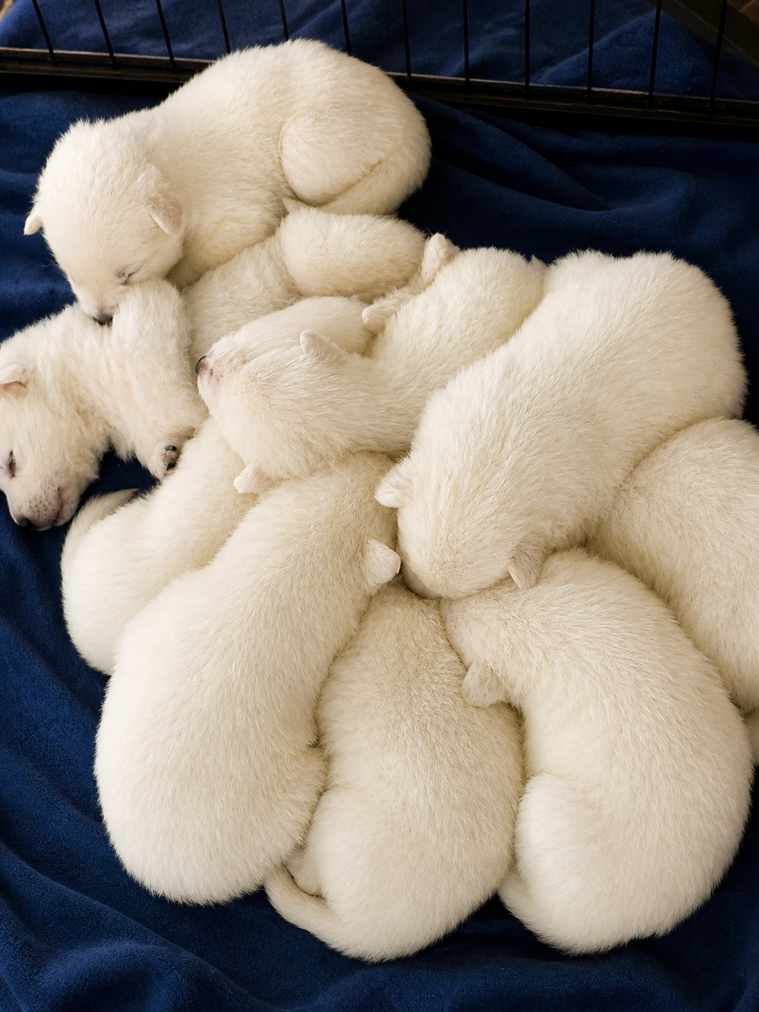 Litter of white shepherd puppies cuddled together
